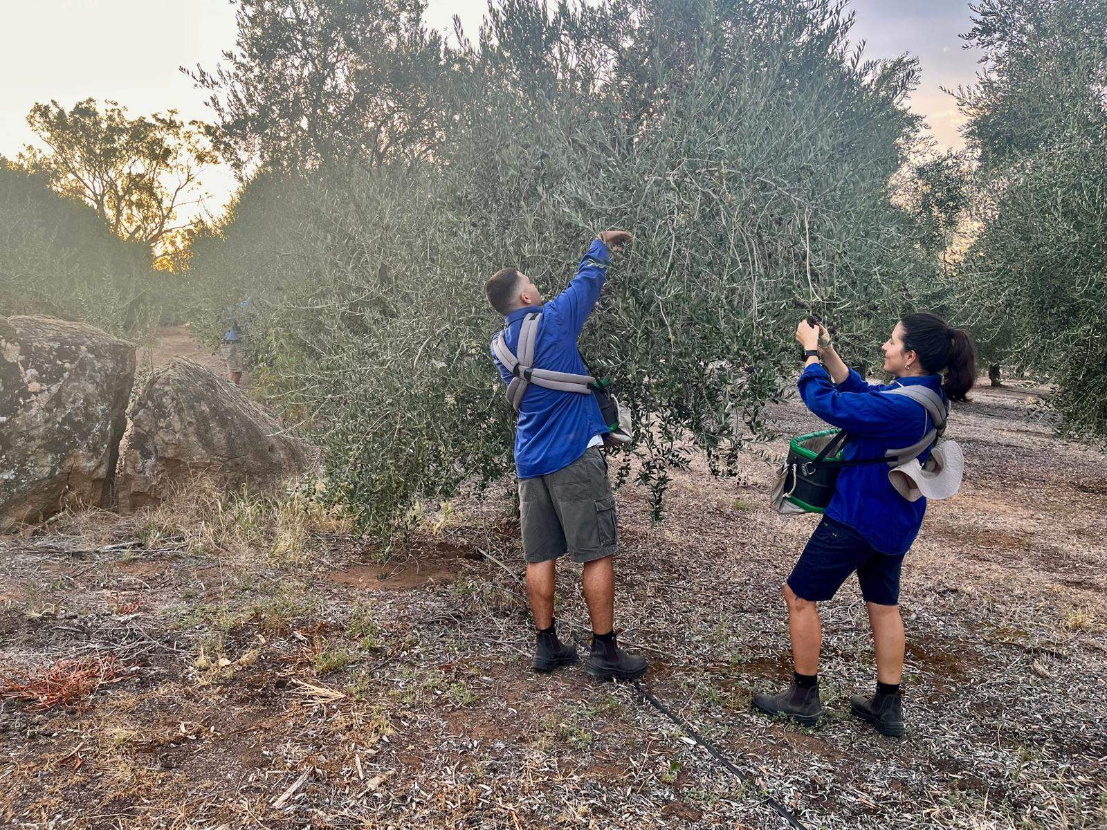 olive farm for sale NSW