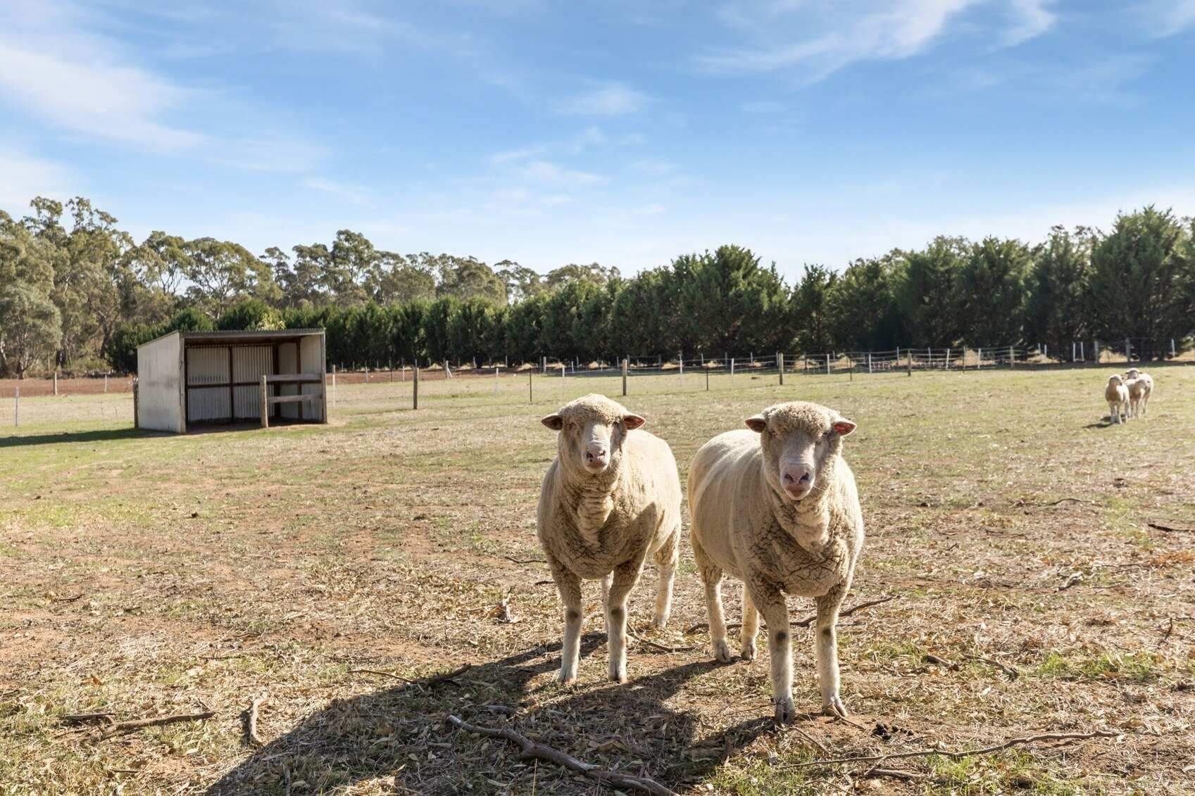 Rural Property For Sale Bendigo