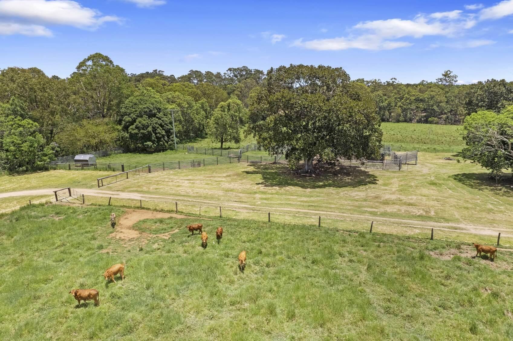 Macadamia Farm For Sale Queensland 