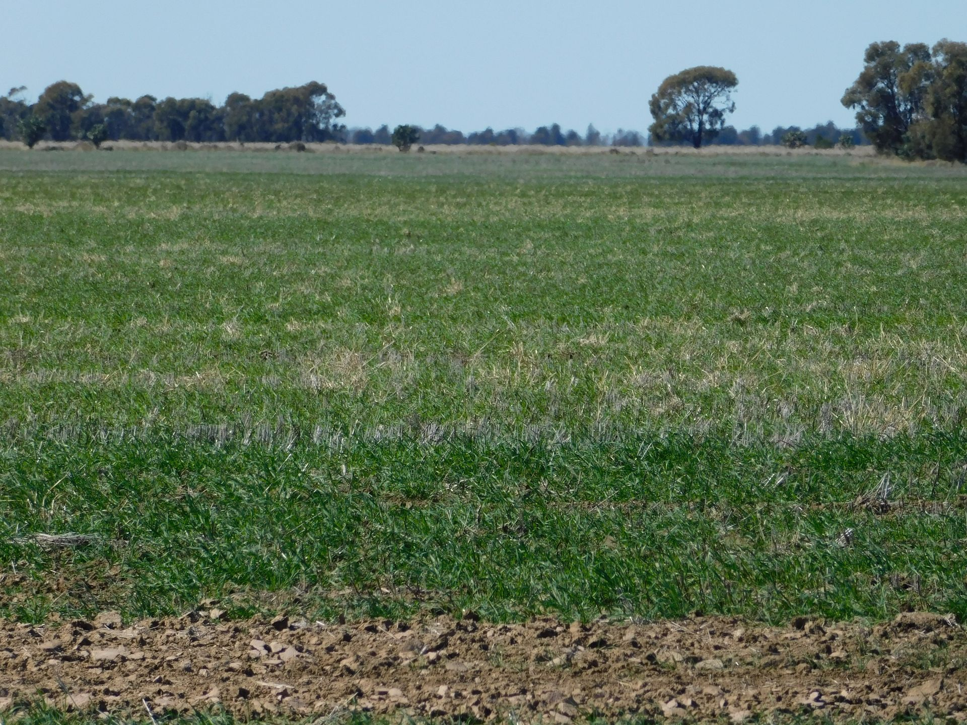 Mixed Farm For Sale QLD