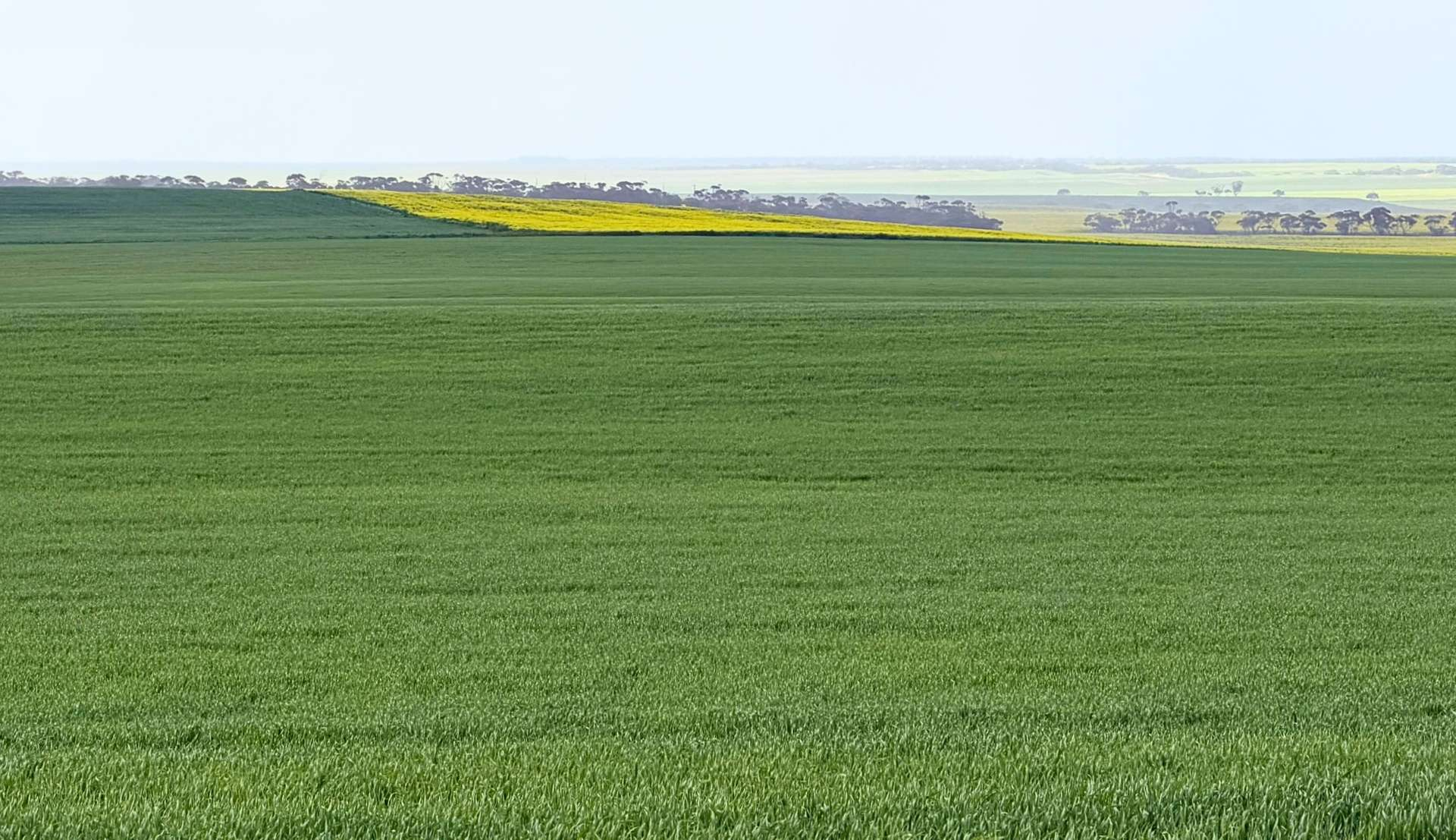 Broadacre Farm For Sale SA