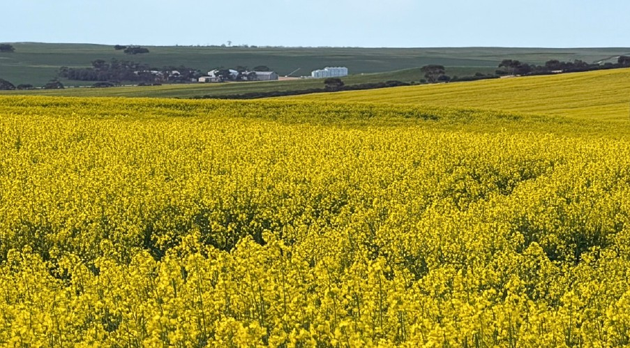 Broadacre Farm For Sale SA