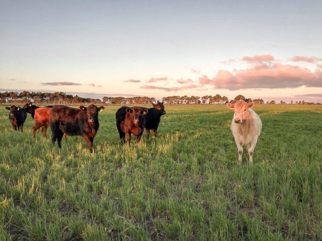 Farm For Sale WA