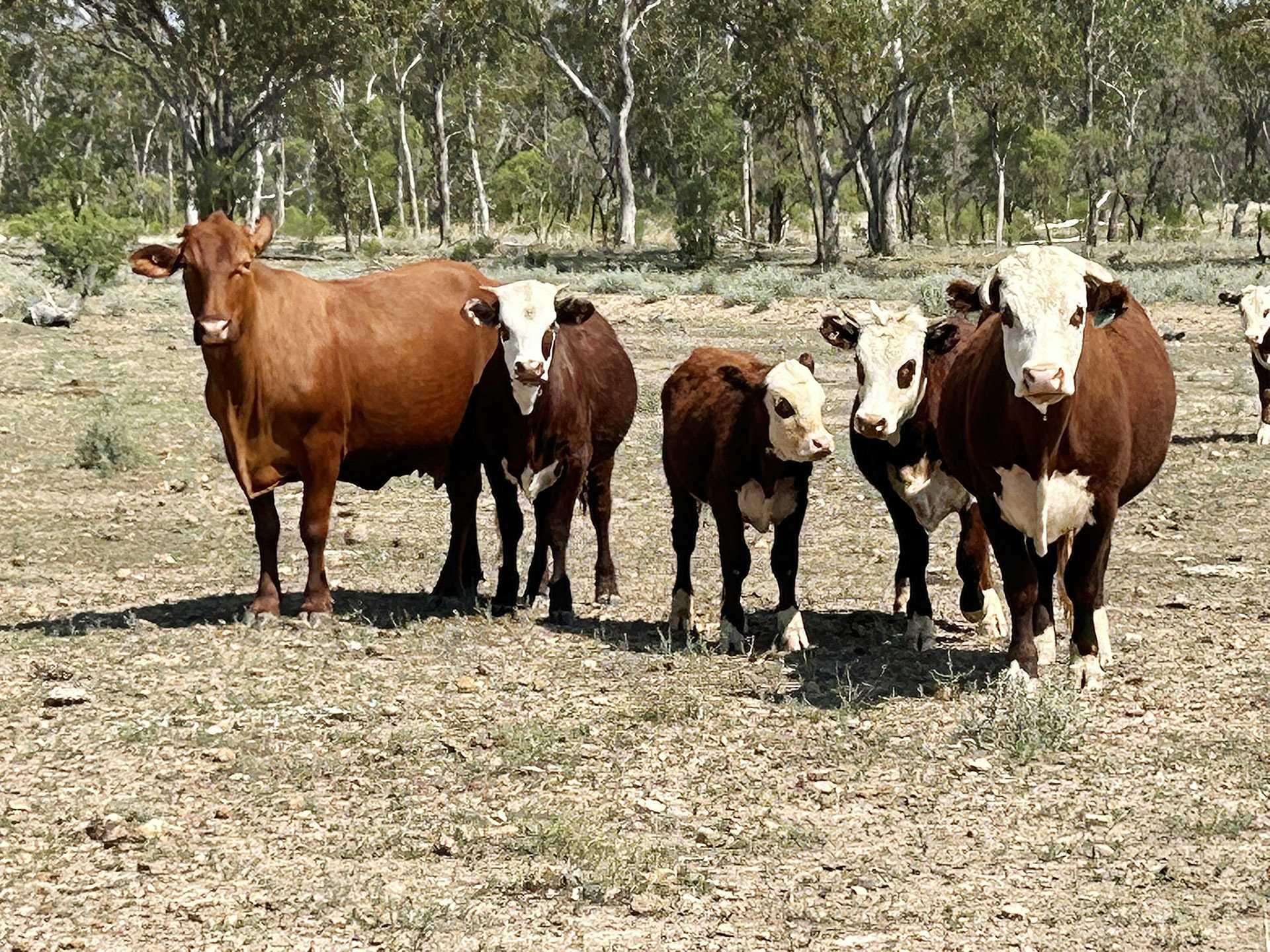 cattle property for sale QLD