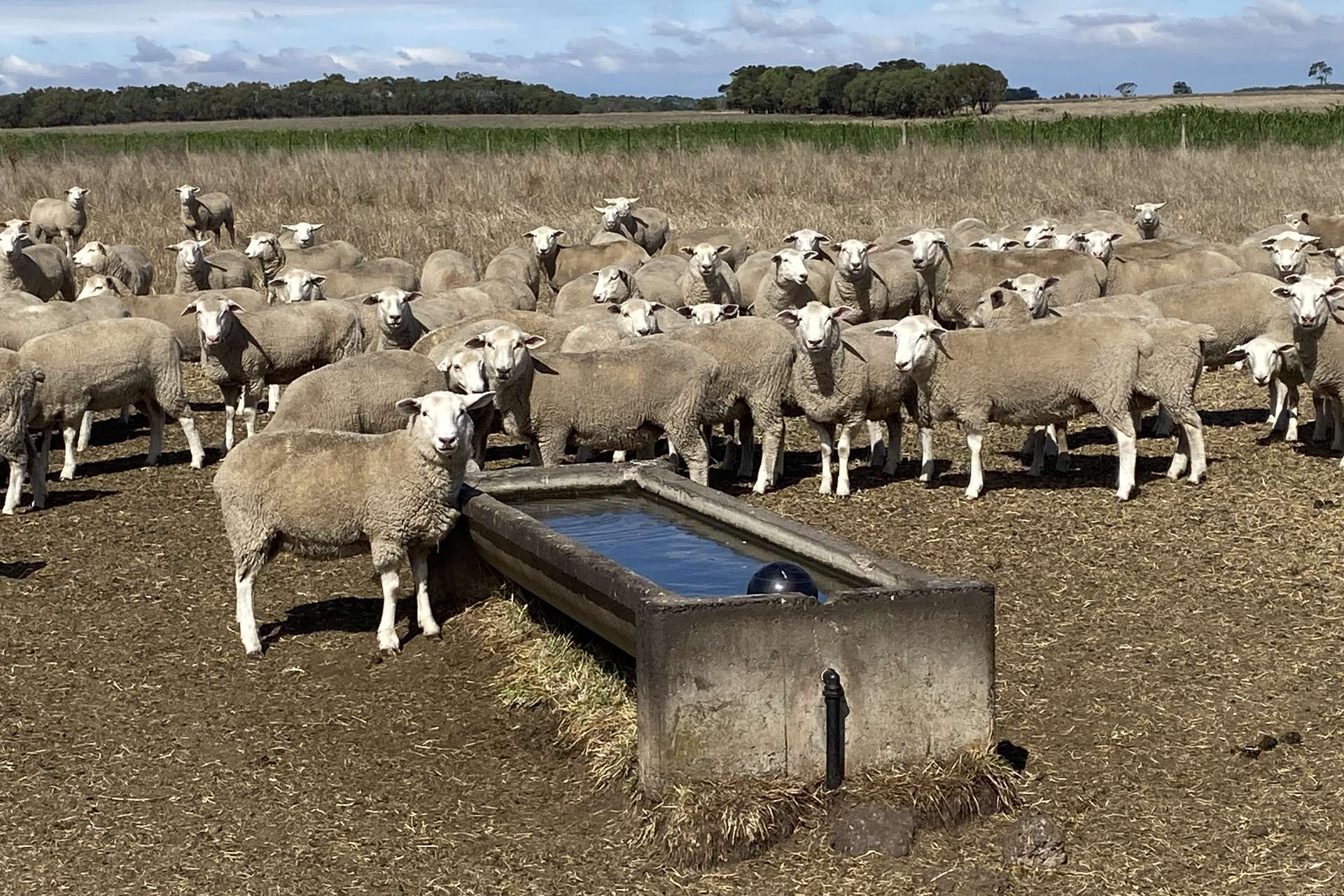 cattle property for sale VIC