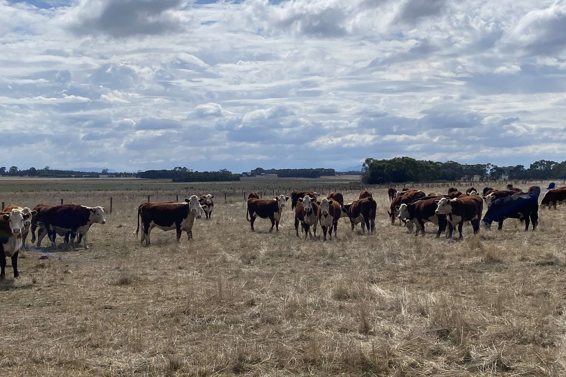 cattle property for sale VIC