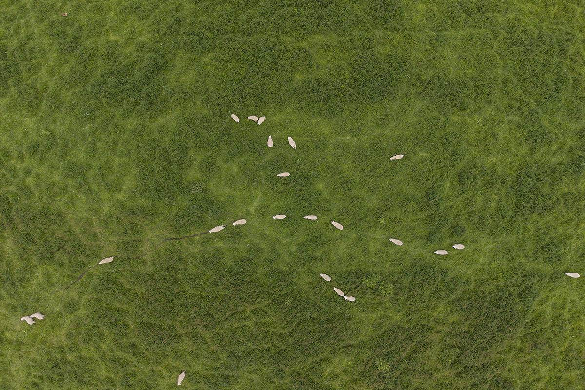 Cattle Property For Sale VIC