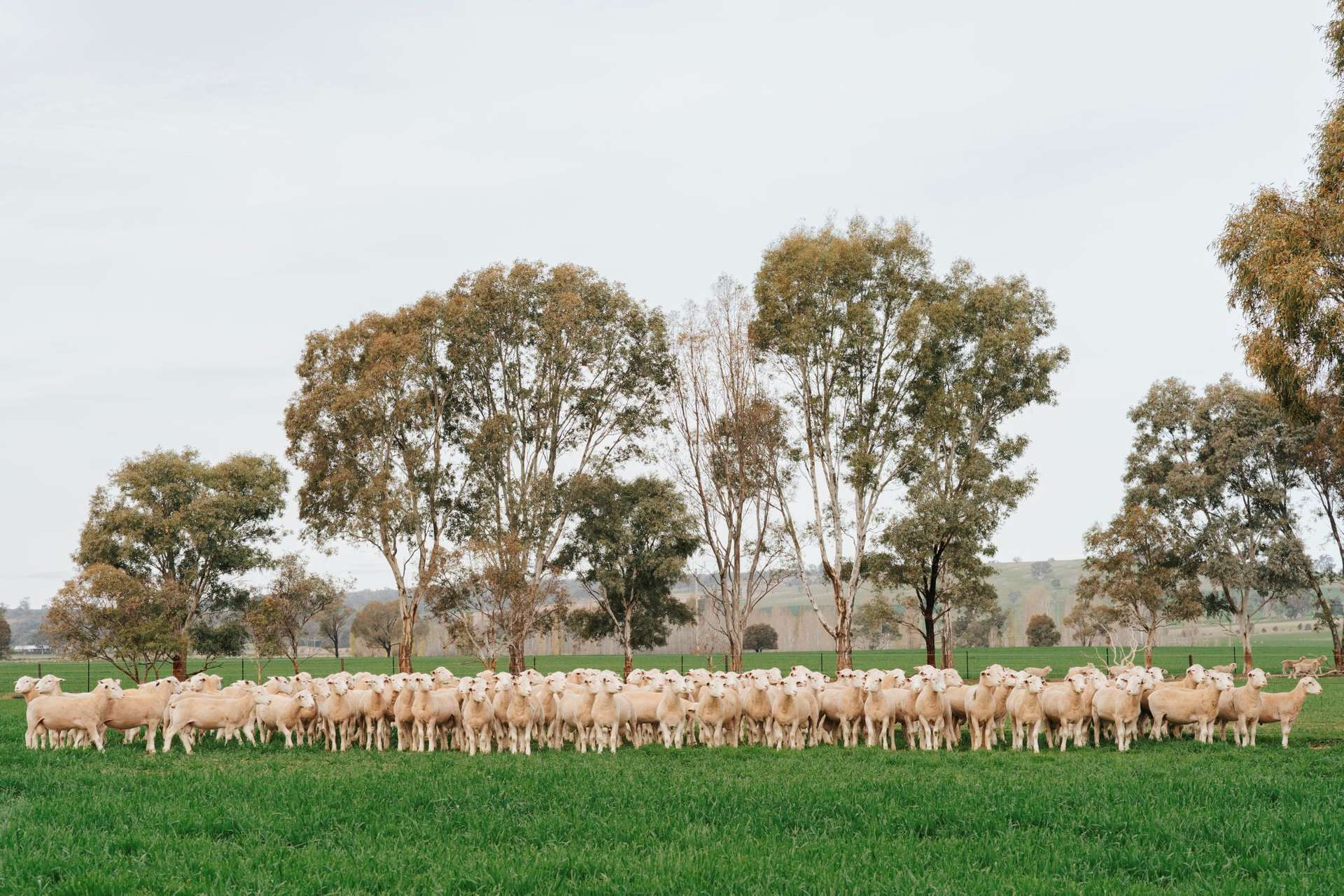 rural property for sale NSW