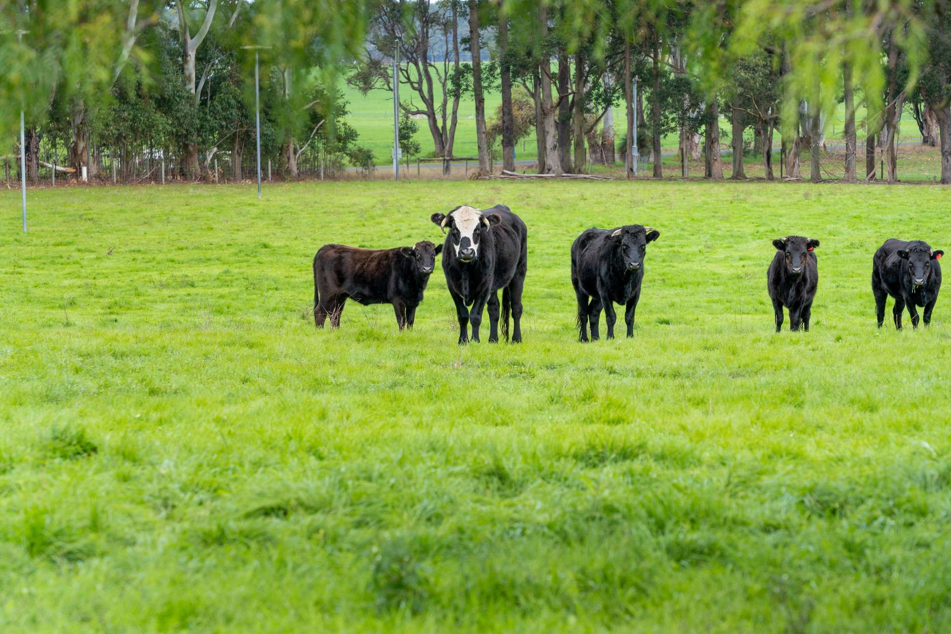 lifestyle property for sale WA
