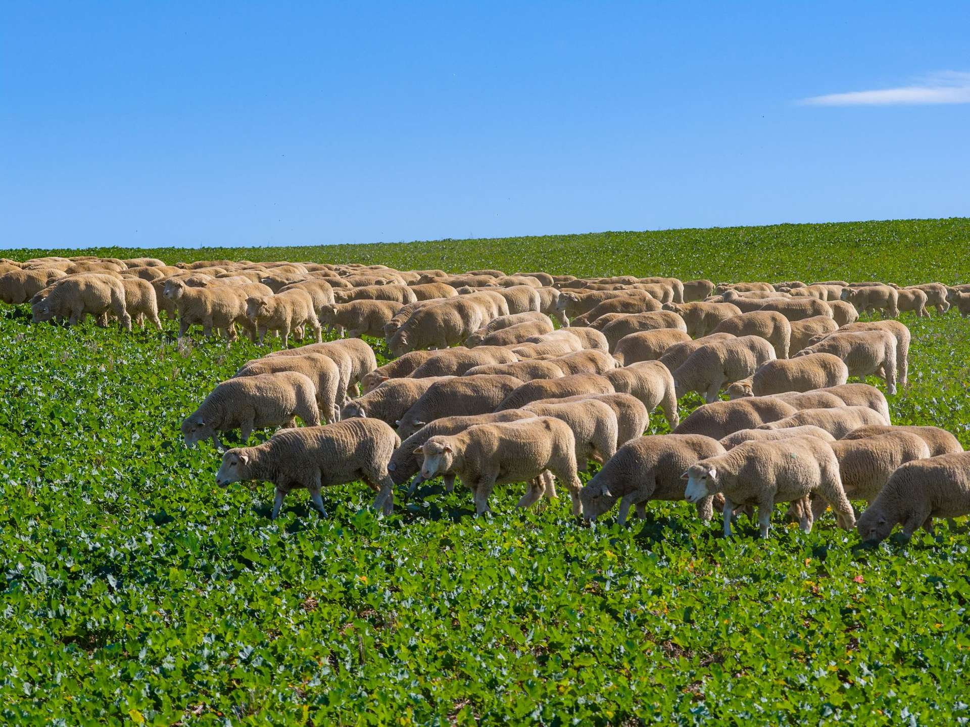 mixed farm for sale NSW