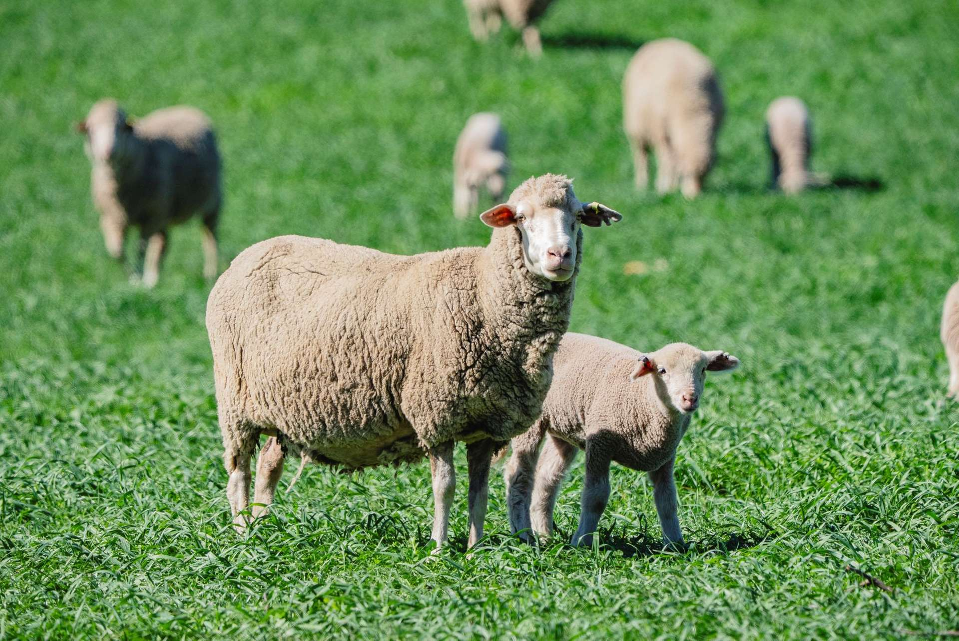 cattle Property For Sale NSW