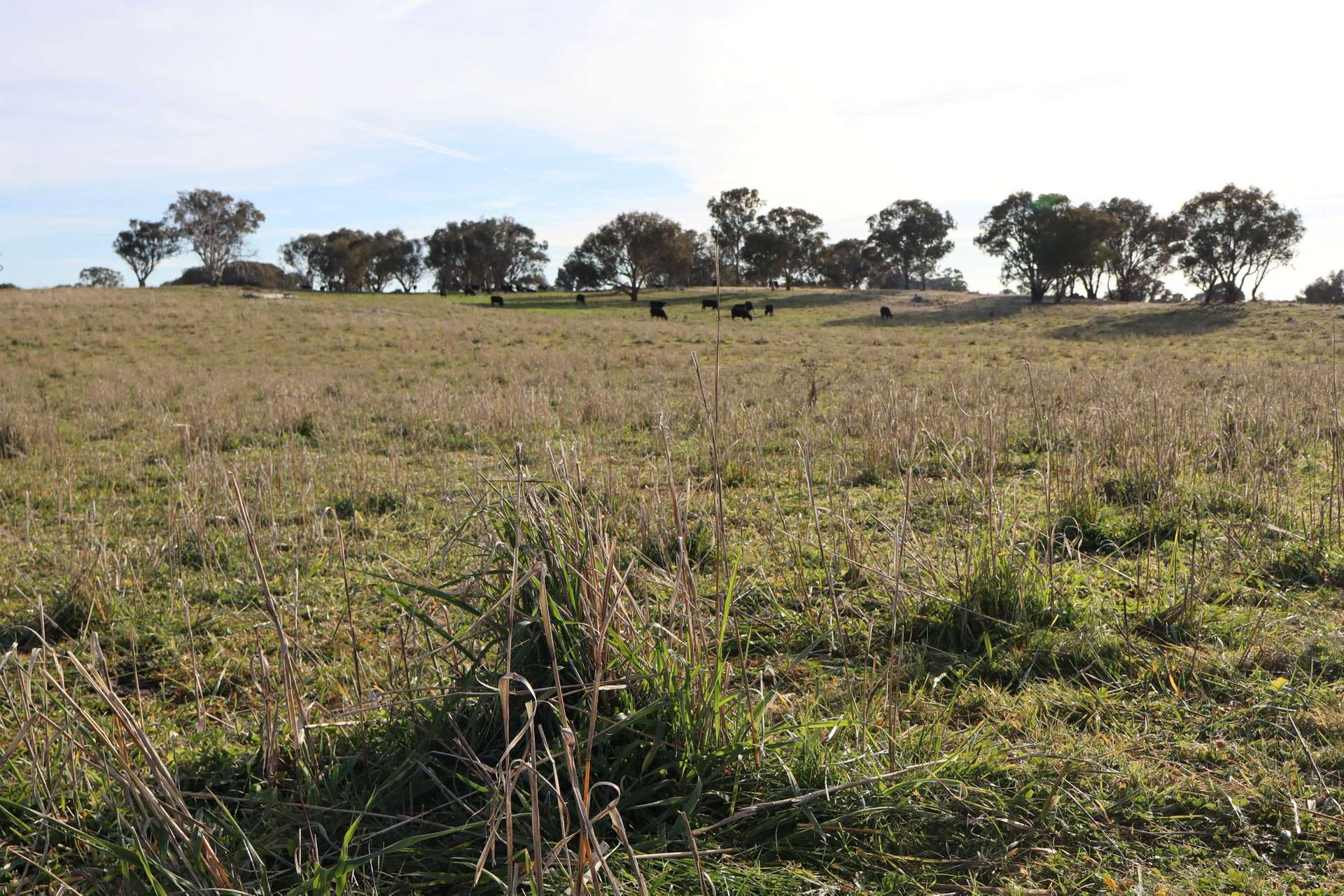 cattle Property For Sale NSW