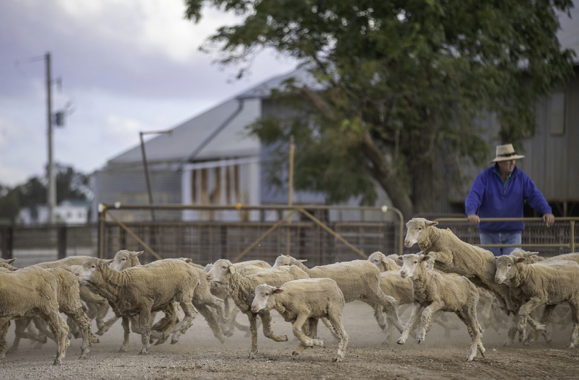 Sheep and Cattle Property For Sale NSW