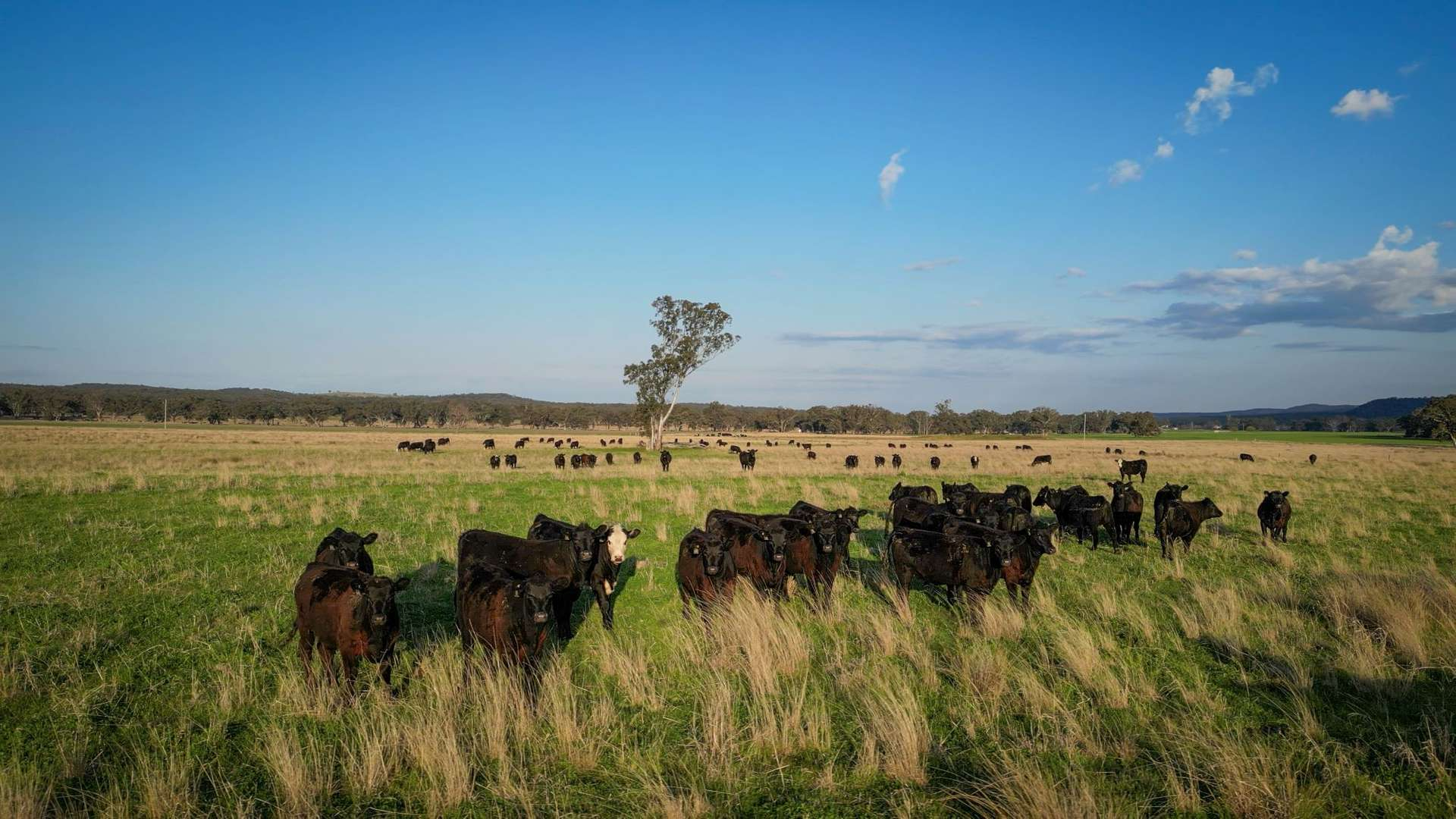 rural property for sale NSW