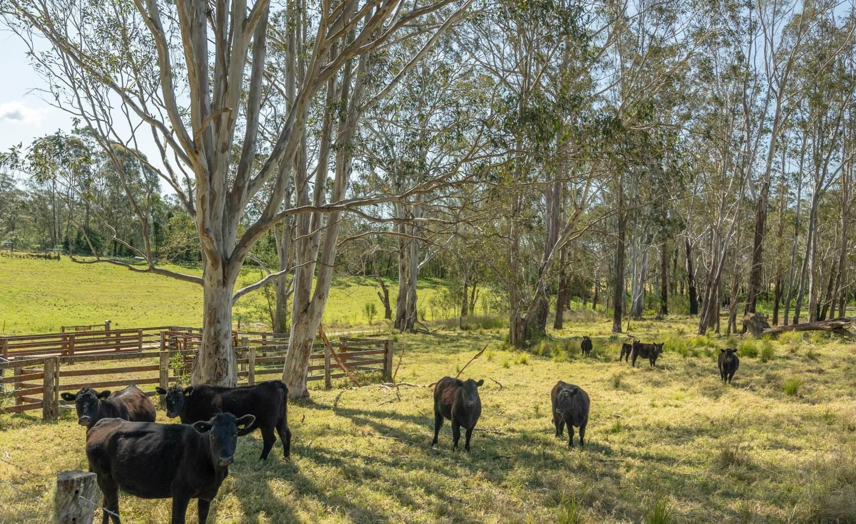 Farm For Sale NSW