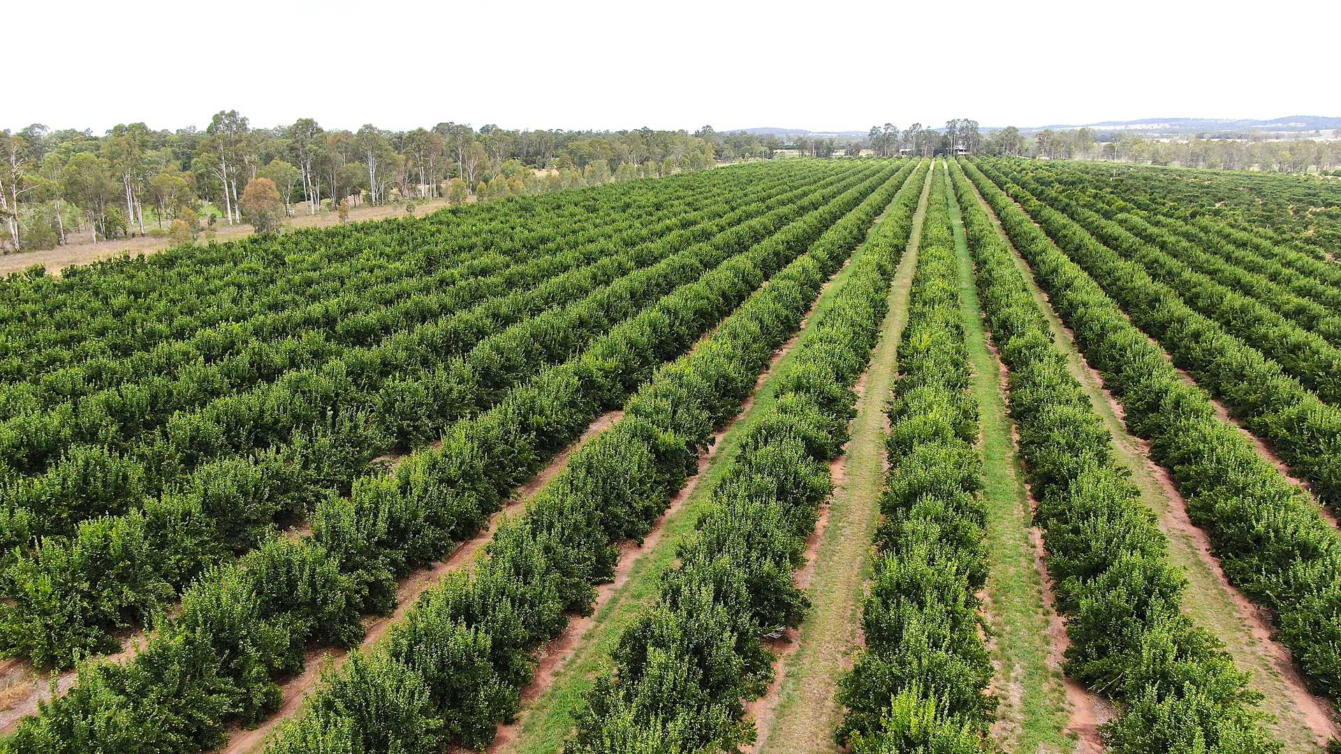 citrus orchard for sale QLD