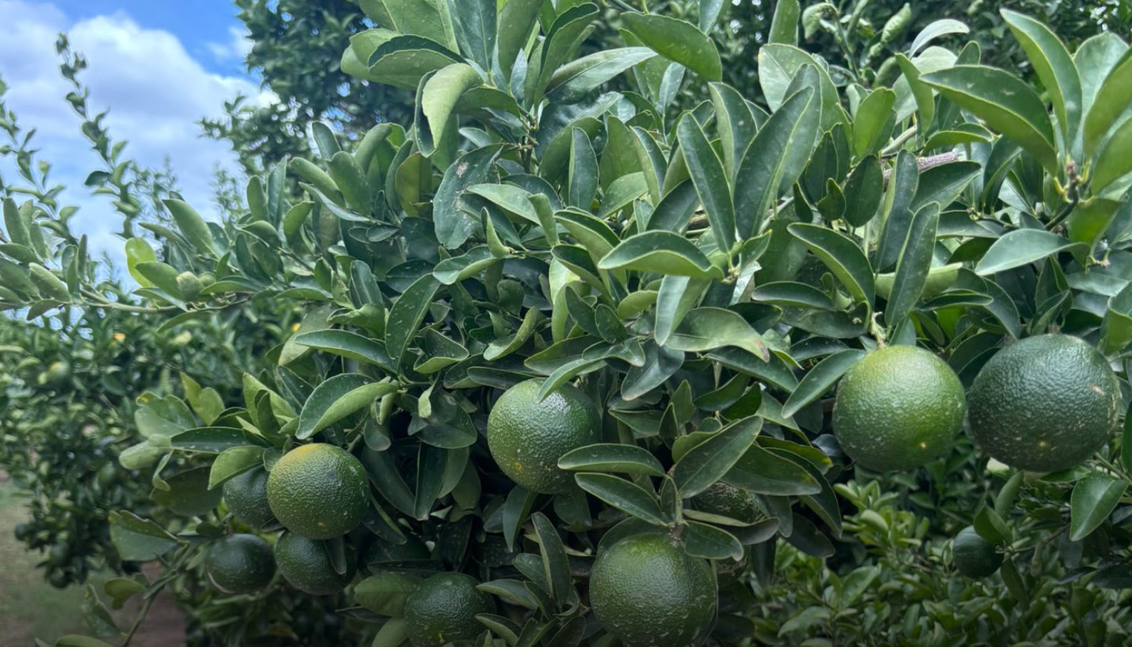 citrus orchard for sale QLD