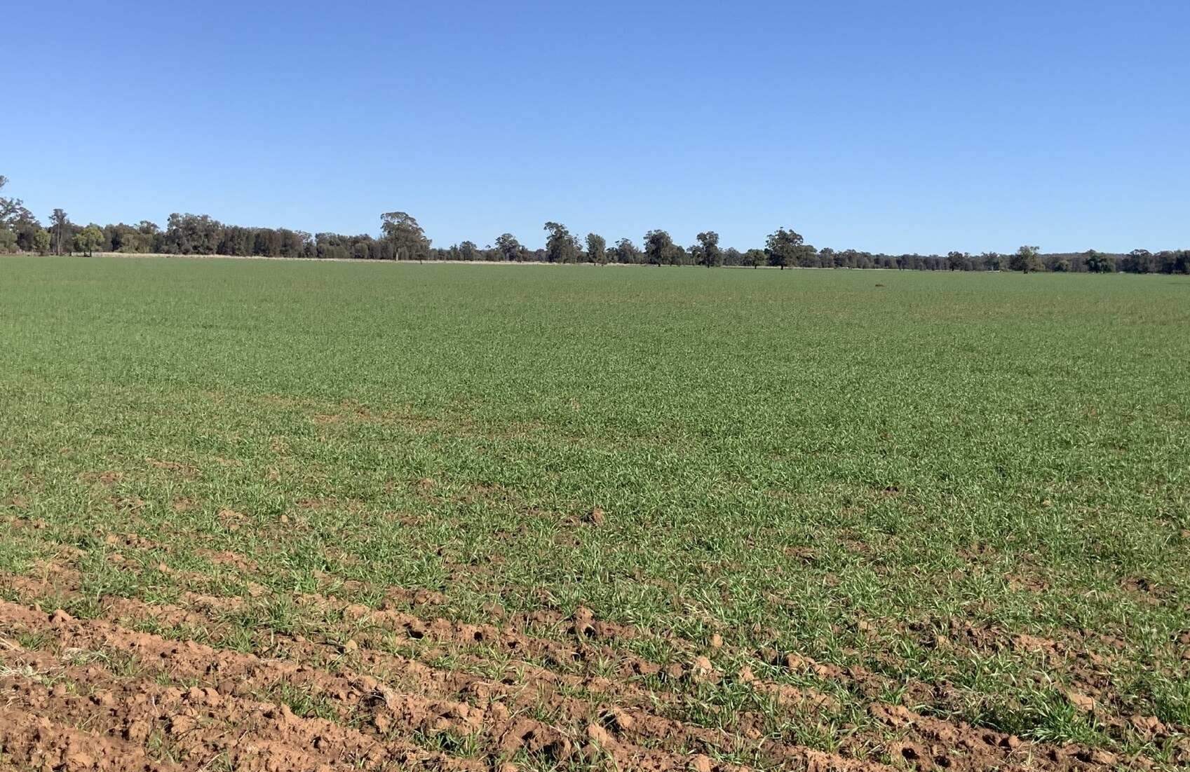 rural property for sale NSW