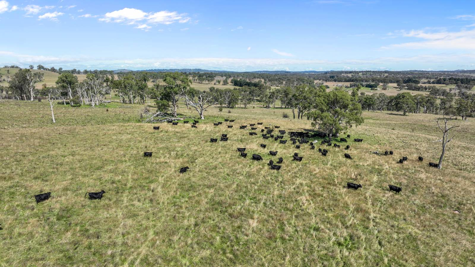 Cattle Property For Sale NSW