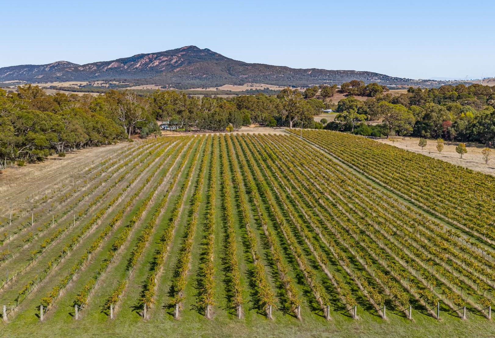 Vineyard For Sale VIC