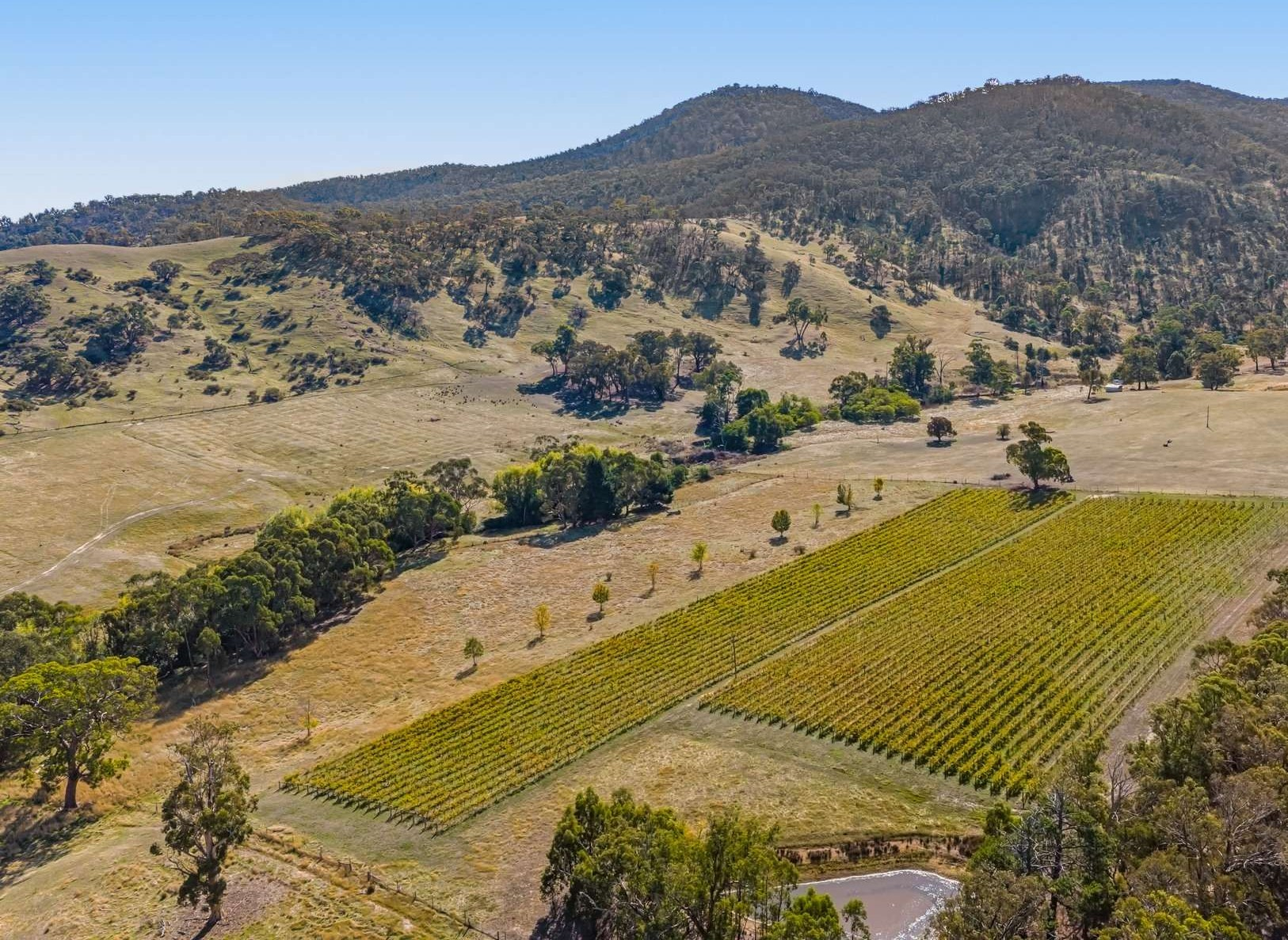 Vineyard For Sale VIC