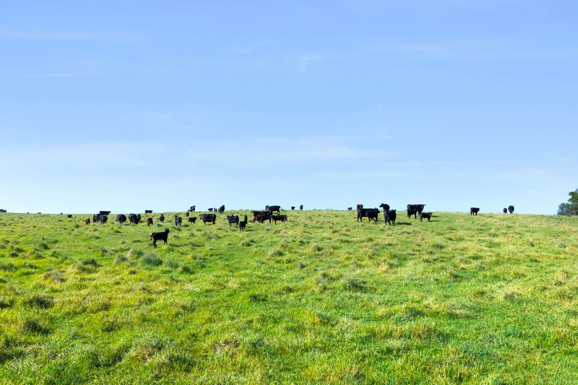 cattle and sheep properties for sale NSW