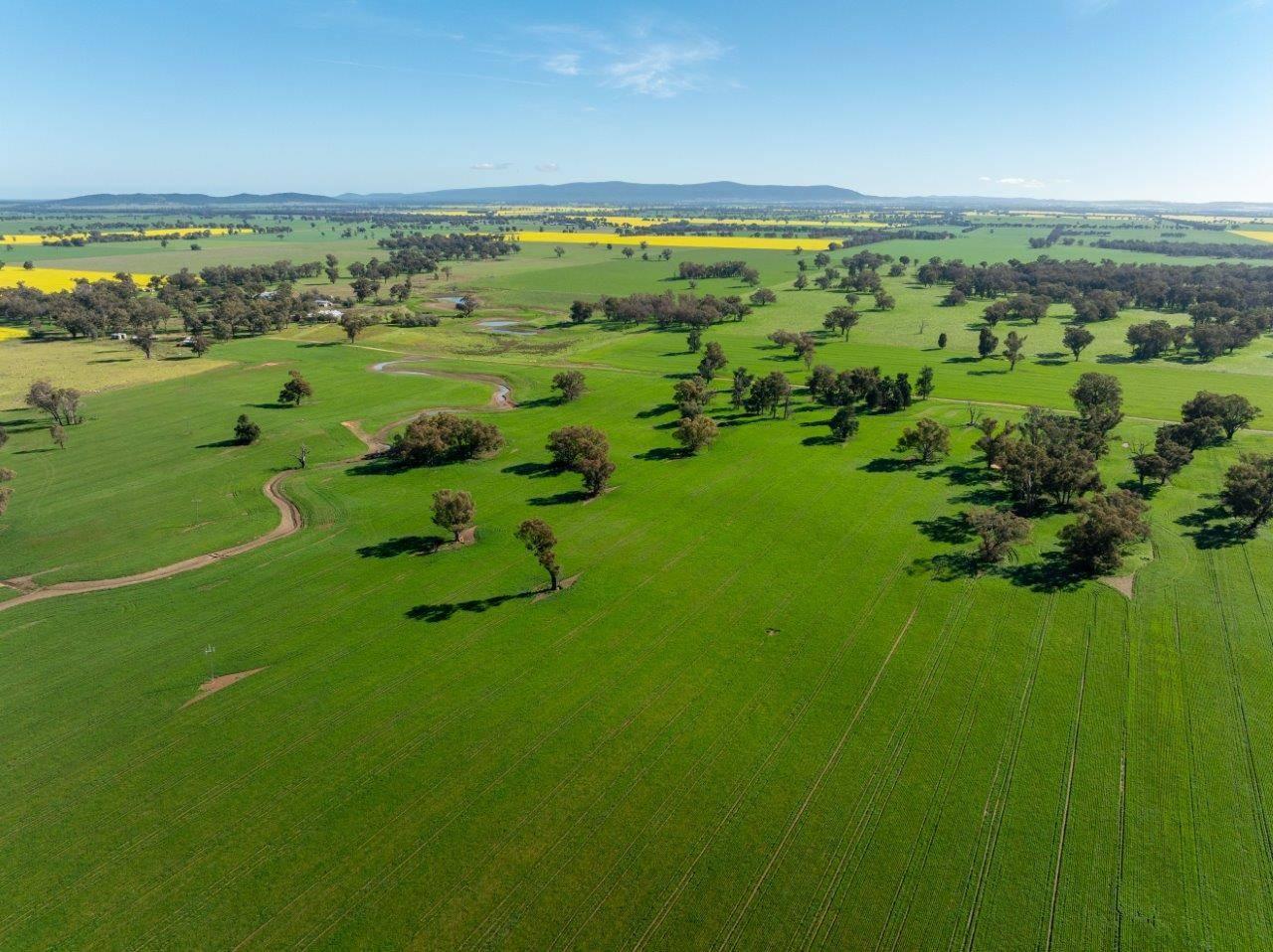 Rural Property For Sale Young NSW