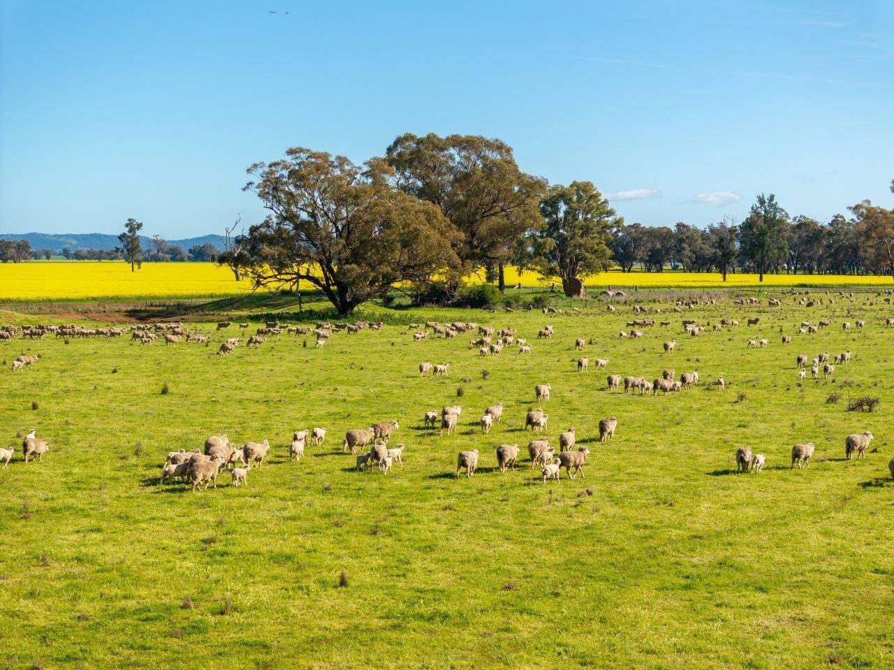 Rural Property For Sale Young NSW