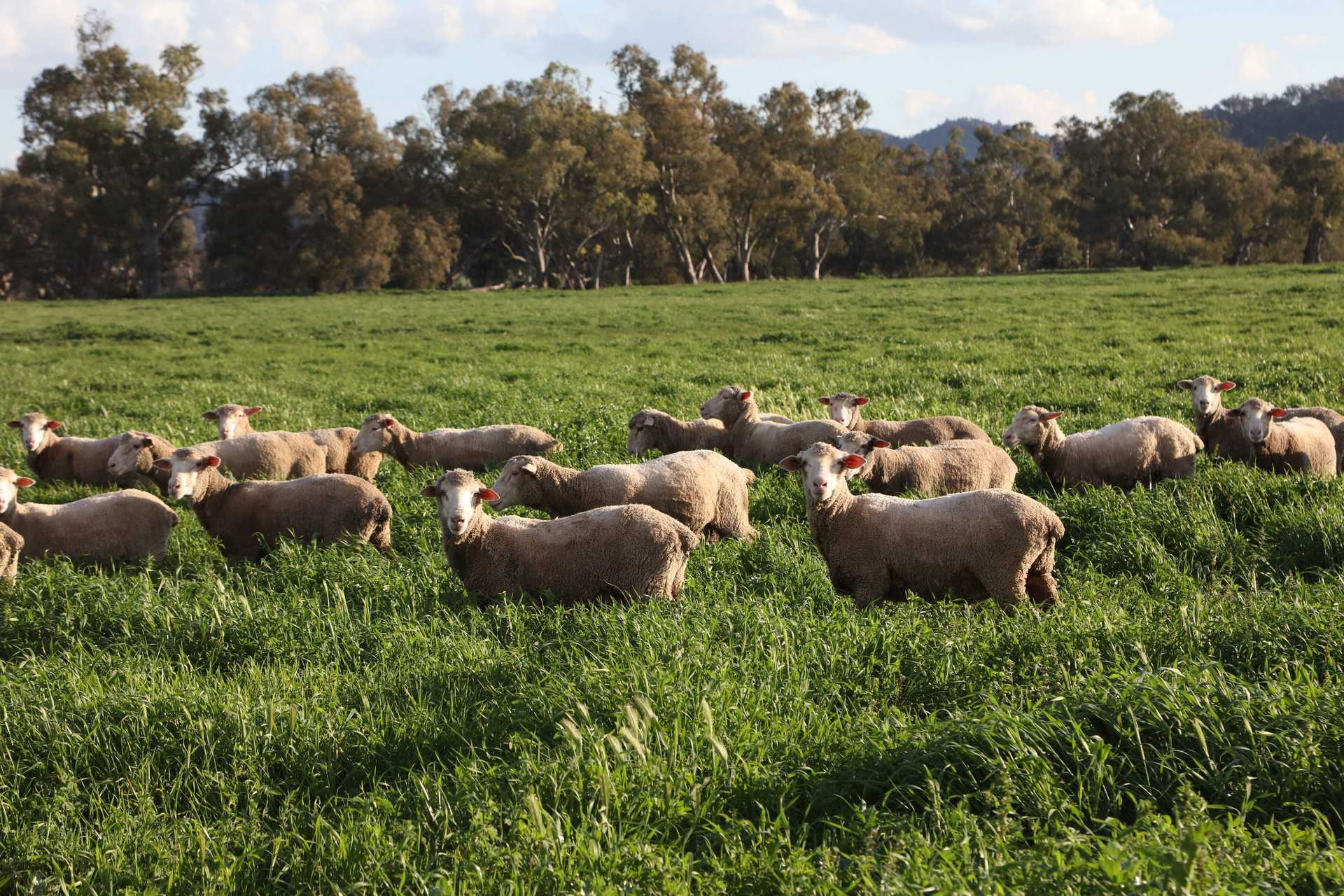 mixed farm for sale NSW