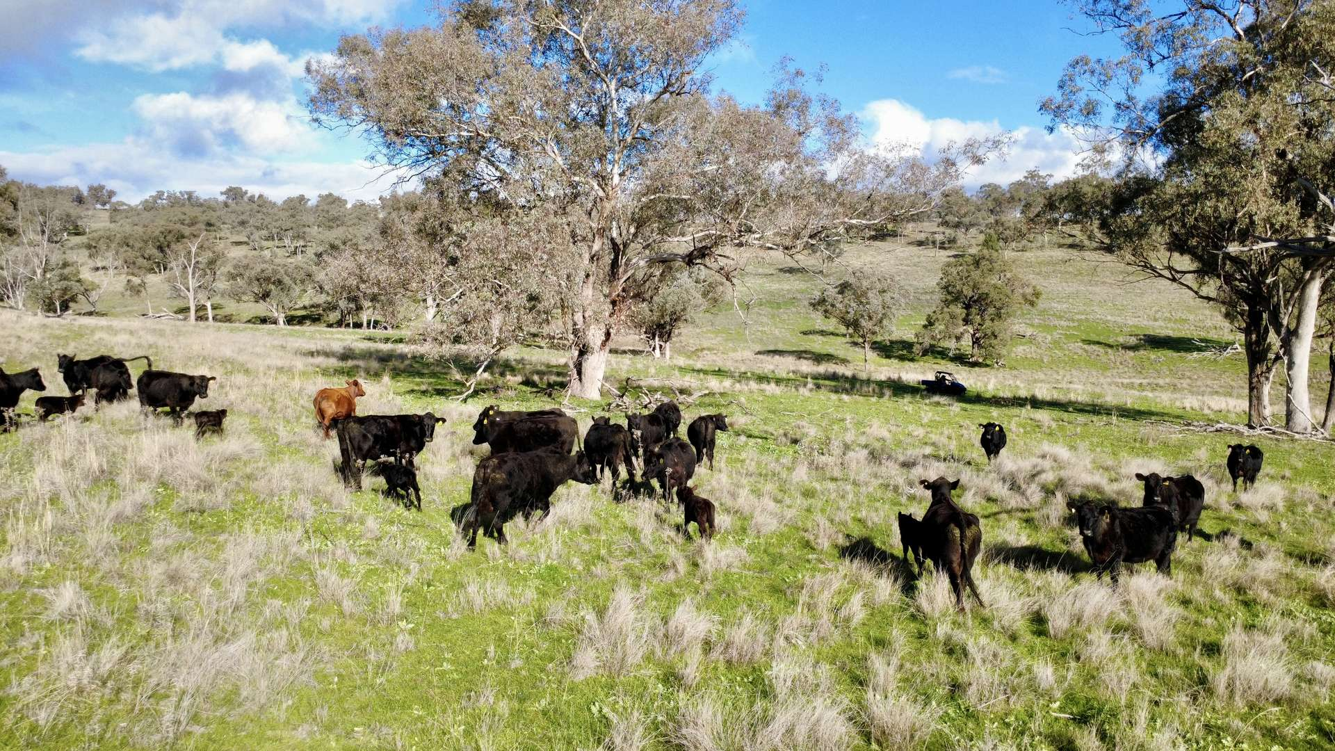 Mixed Farm For Sale NSW