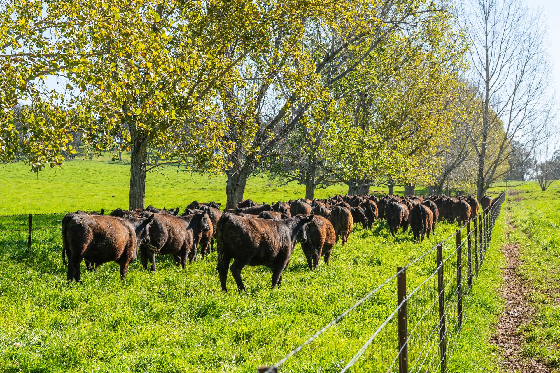 rural property for sale NSW
