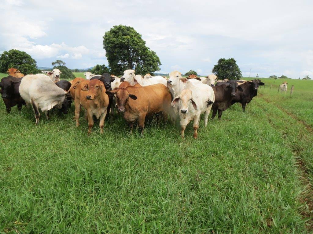 Cattle Property For Sale QLD