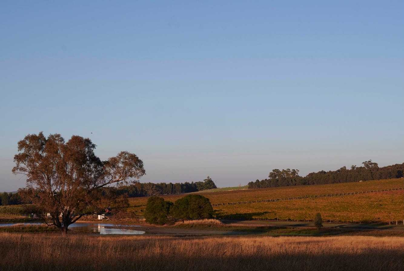 vineyard for sale VIC