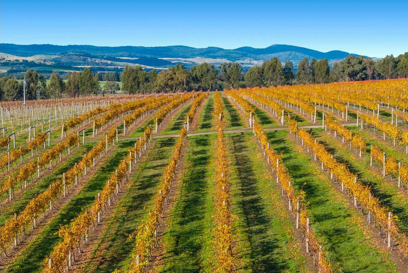 vineyard for sale VIC