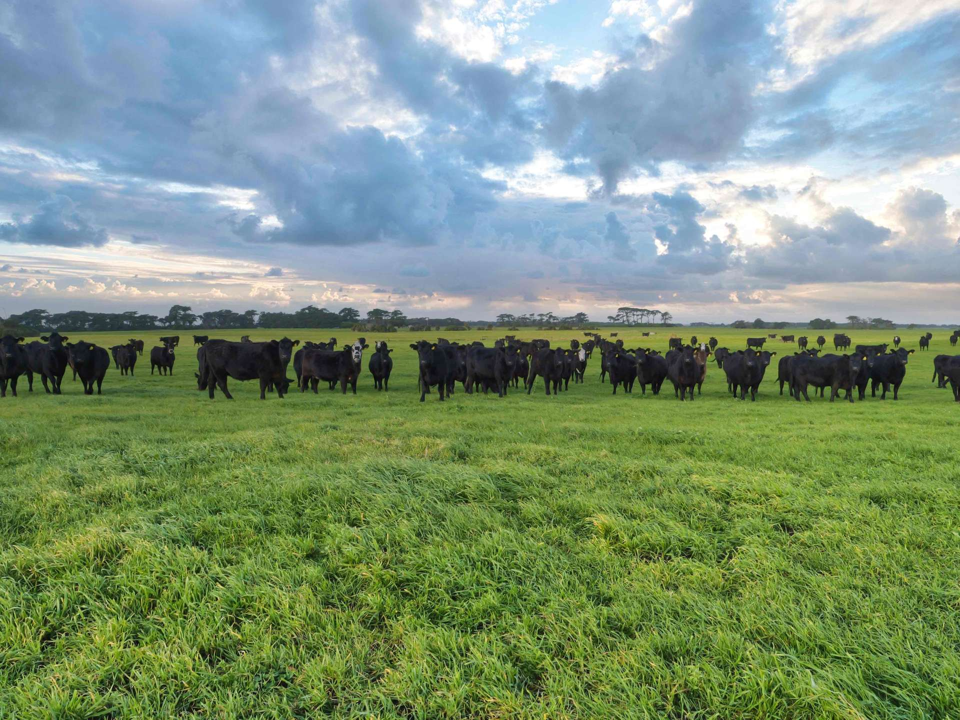 Cattle Property For Sale TAS