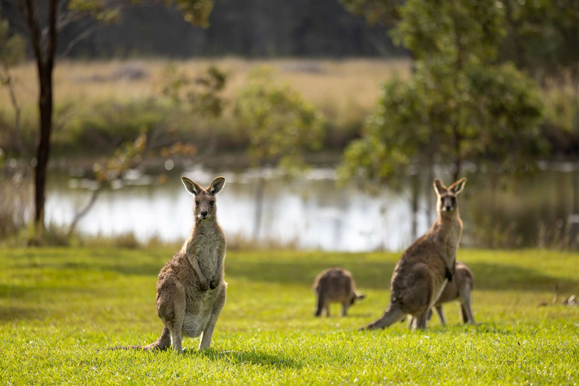 farm for sale NSW