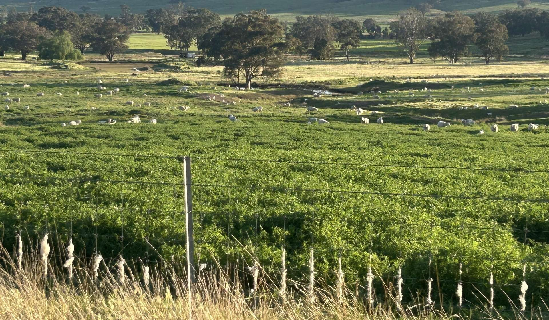 mixed farm for sale VIC