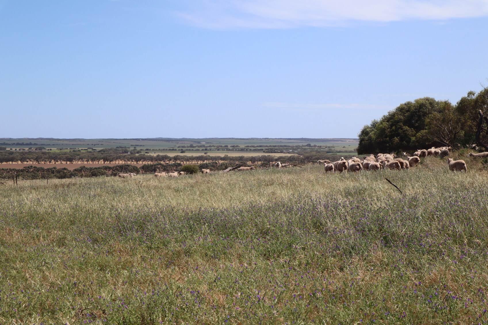 Farm For Sale WA