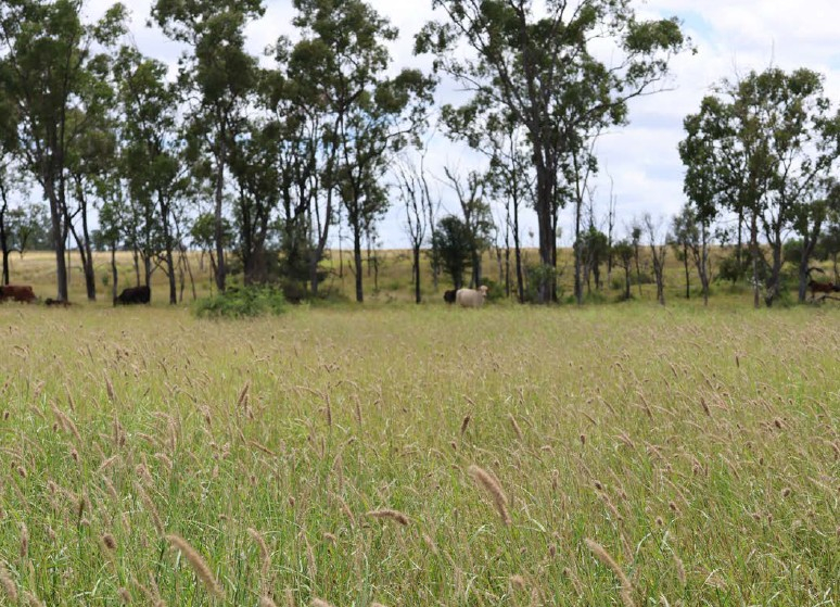 cattle property for sale QLD