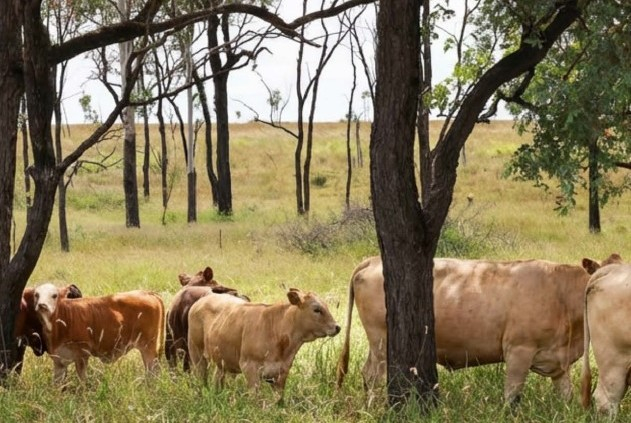 cattle property for sale QLD