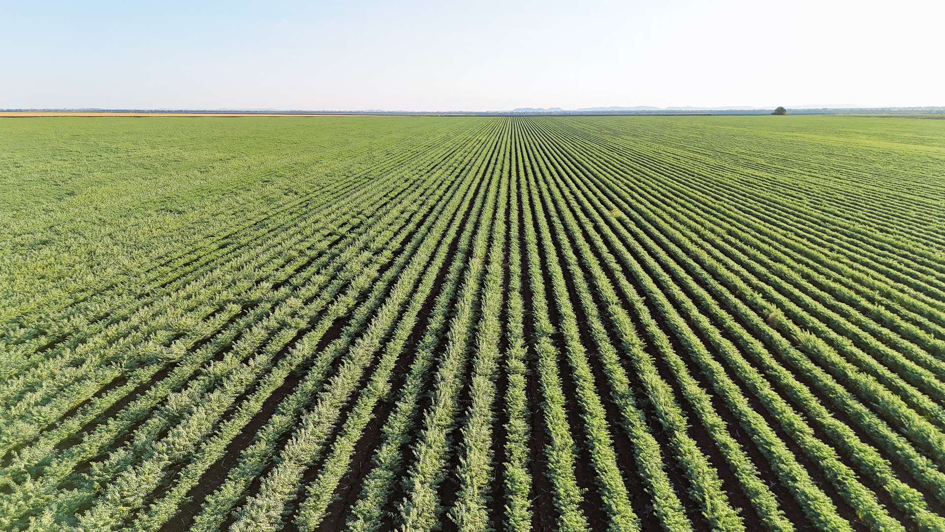  irrigated farm for sale QLD
