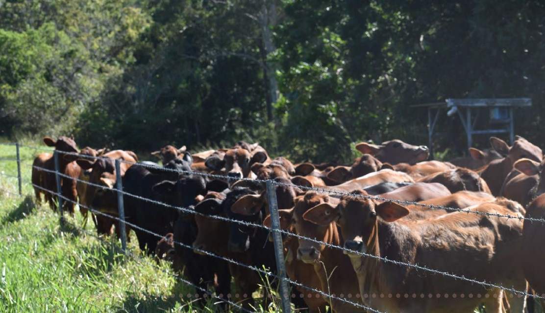rural property for sale QLD