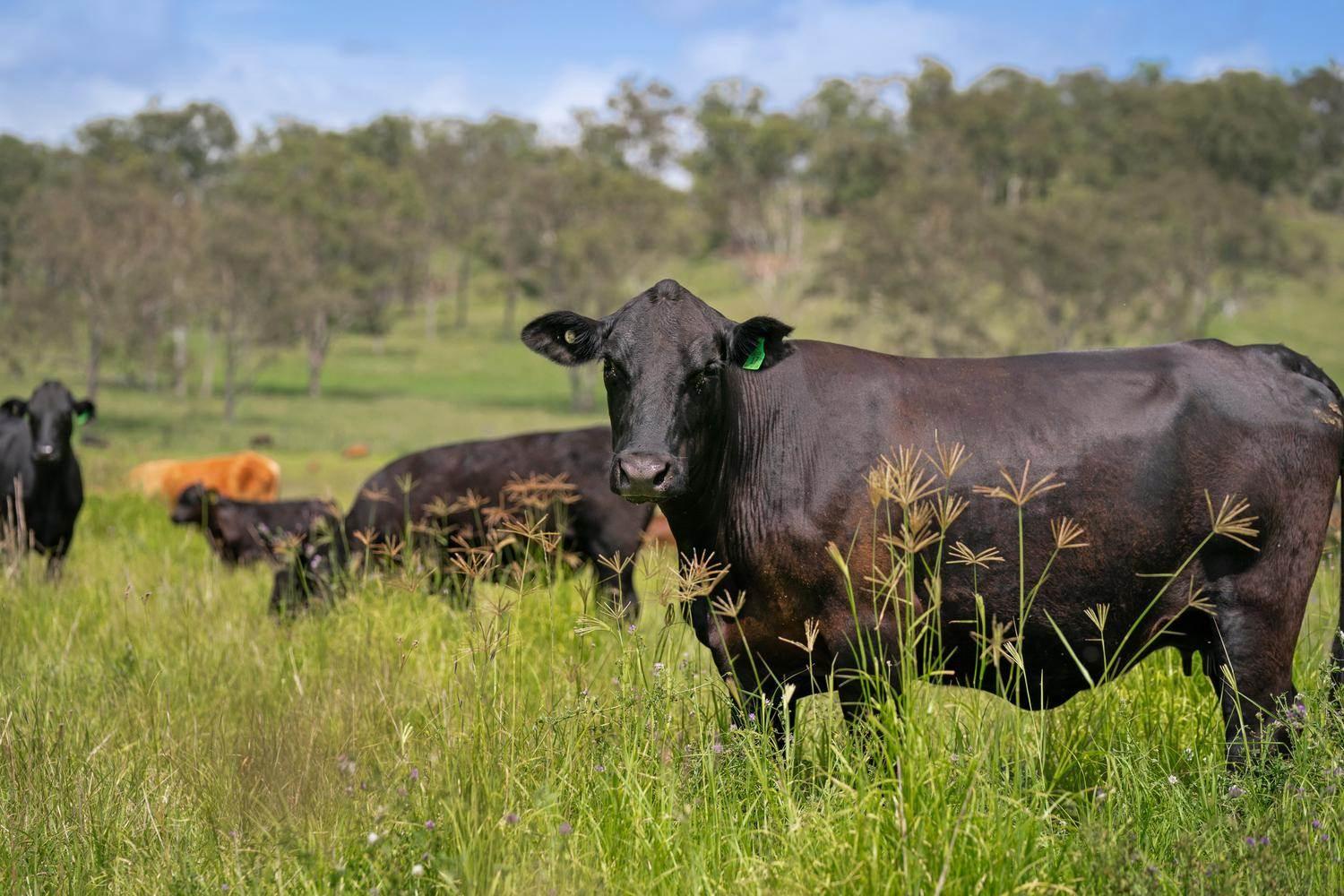 Large Cattle And Cropping Property For Sale South East QLD