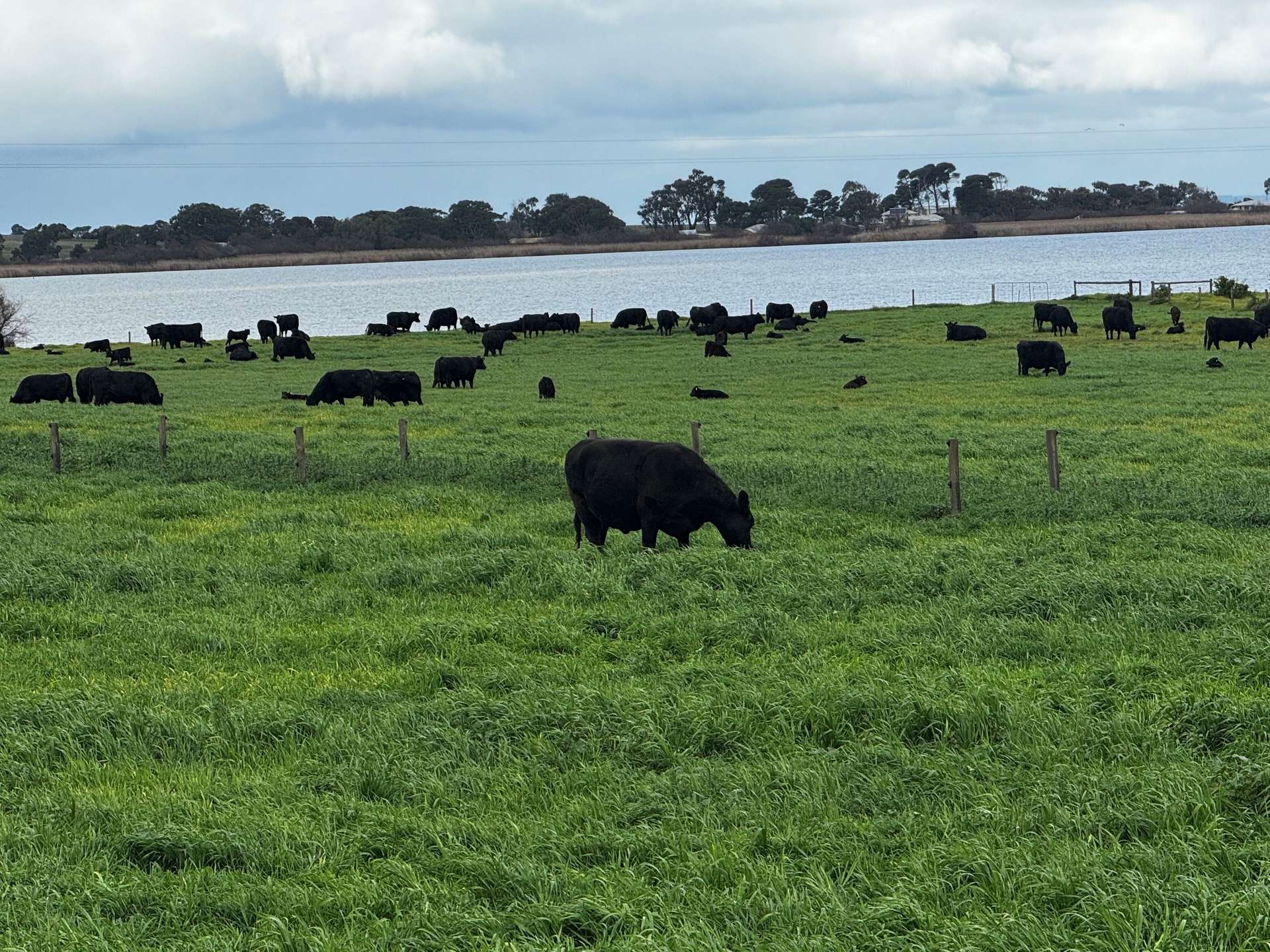 Cattle Property For Sale SA
