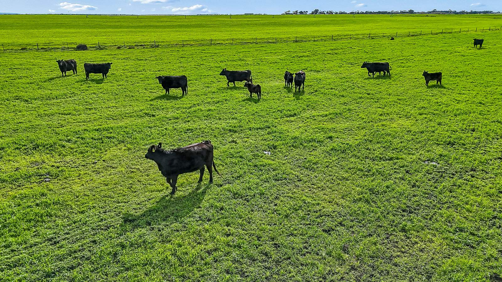 Cattle Property For Sale SA