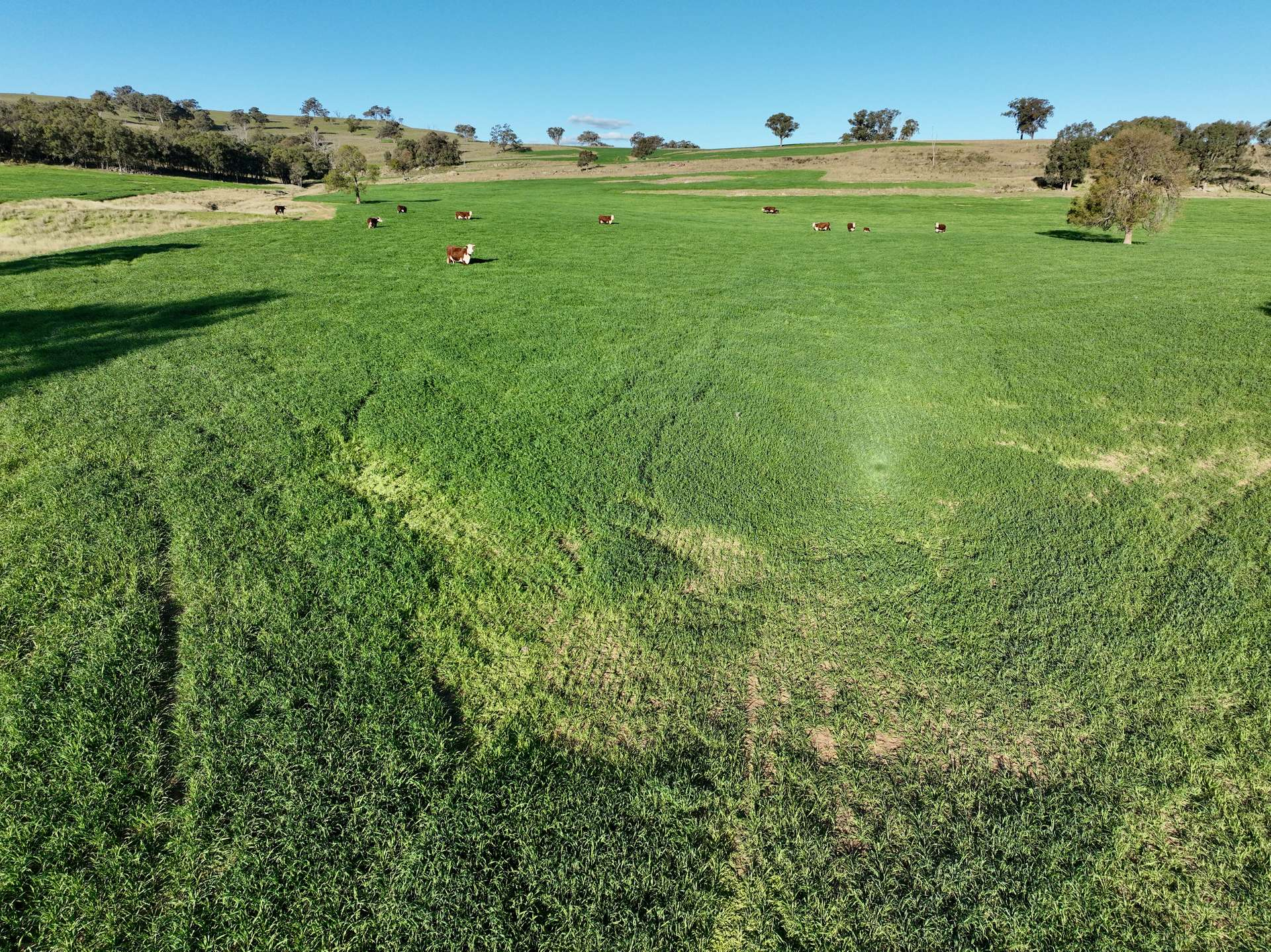cattle property for sale NSW
