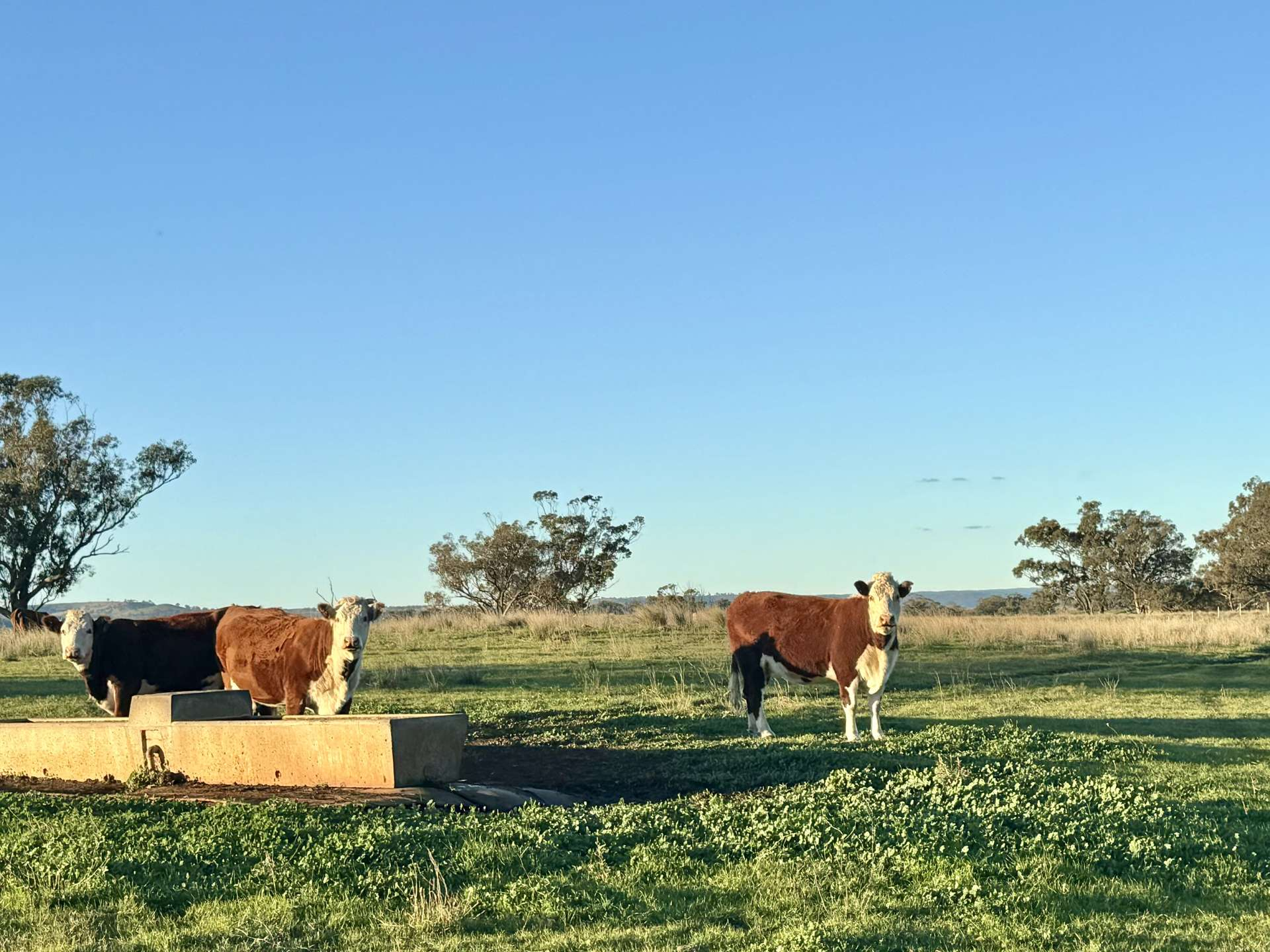 cattle property for sale NSW