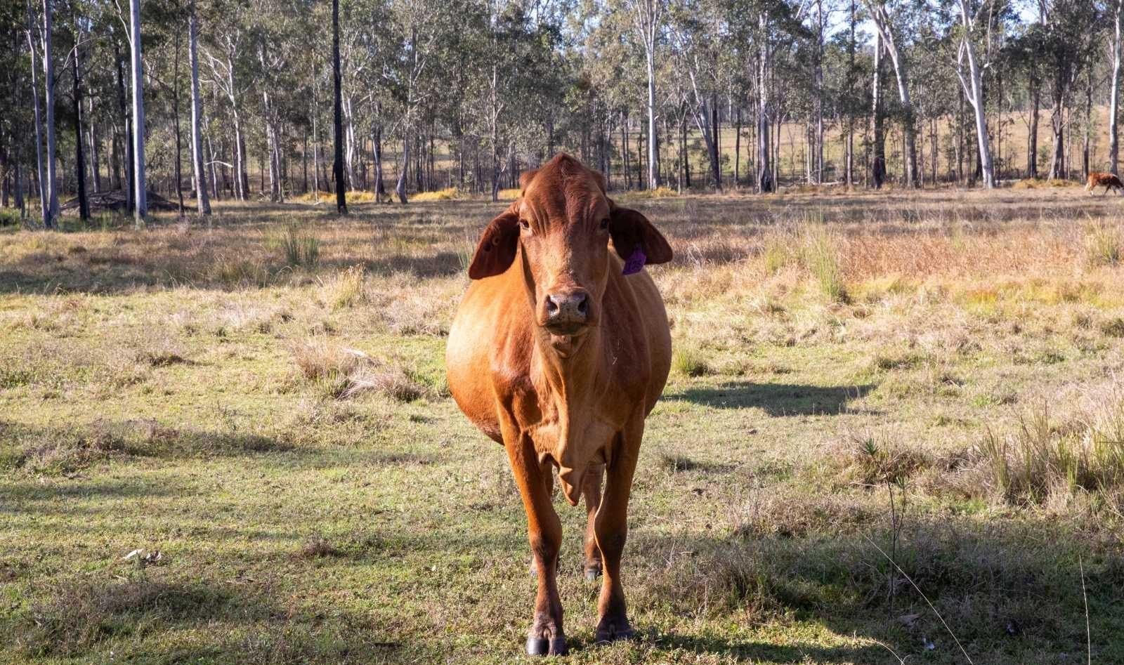 cattle property for sale QLD