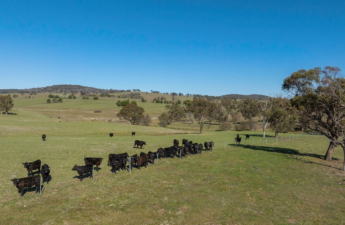 cattle property for sale NSW
