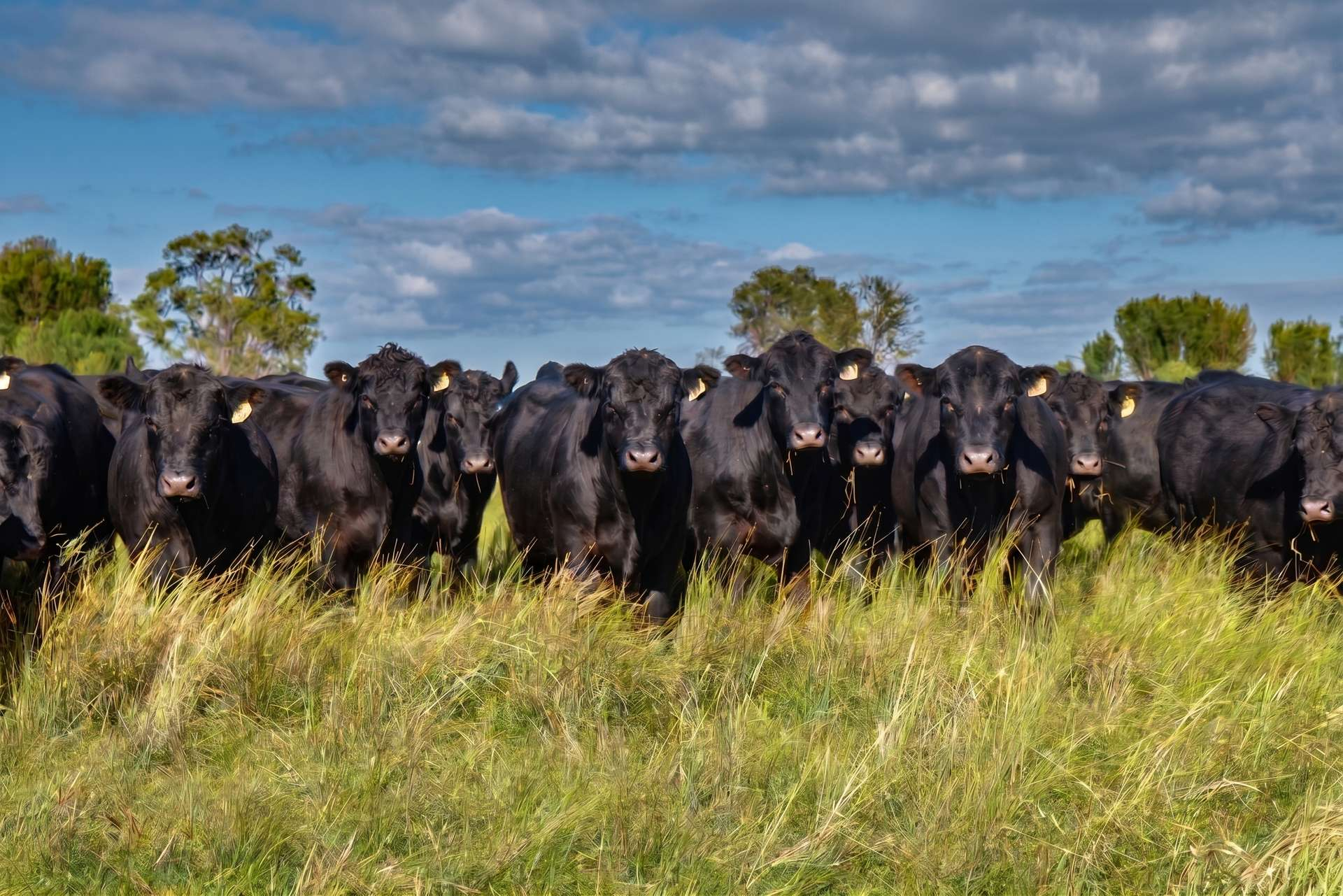 cattle property for sale NSW